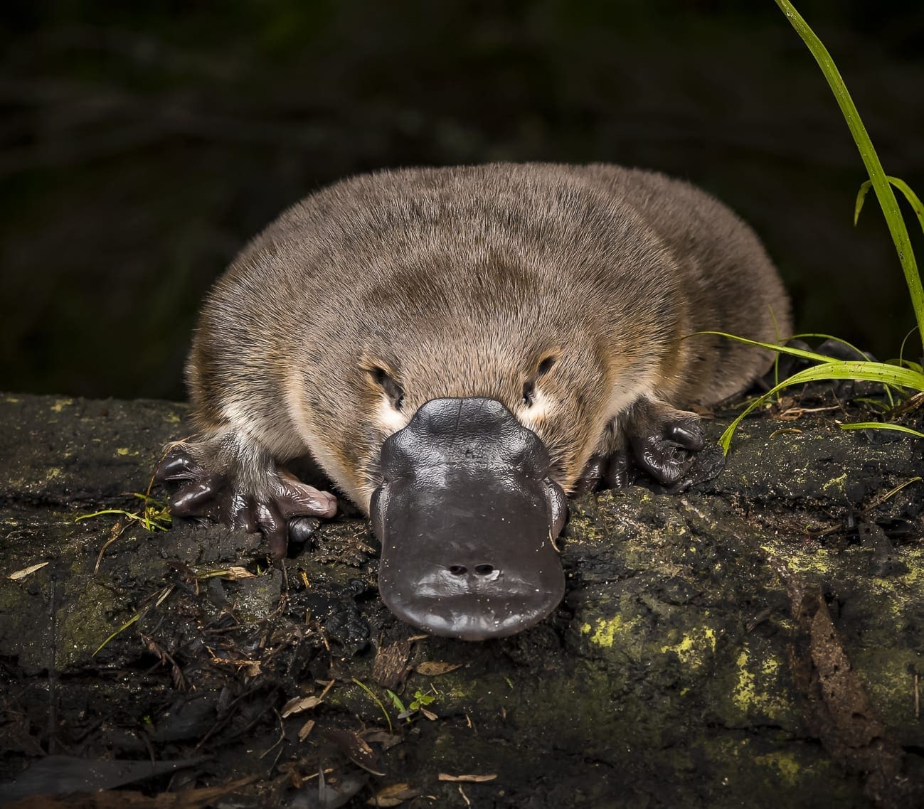 Australian Wildlife Society Conserving Australias Wildlife Since 1909