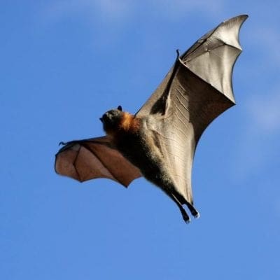 Flying Fox | Australian Wildlife Society