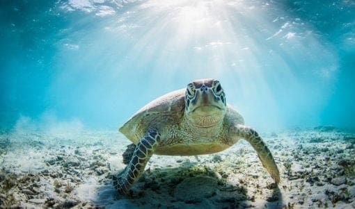 Sea turtle | Australian Wildlife Society